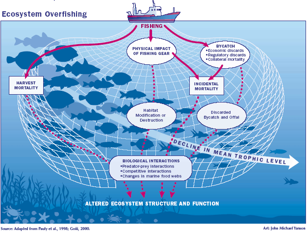 El problema de la sobrepesca y sus efectos sobre los ecosistemas marinos