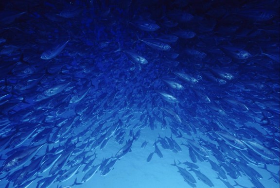 Peak fish