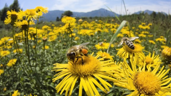 Ahí estan las abejas, libando nectar de la flor y polinizando con el culete