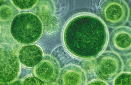 Ahí va una de microalgas con esferificación de lipidos biocombustiblioides